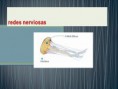 /album/el-sistema-nervioso/diapositiva1-jpg5/